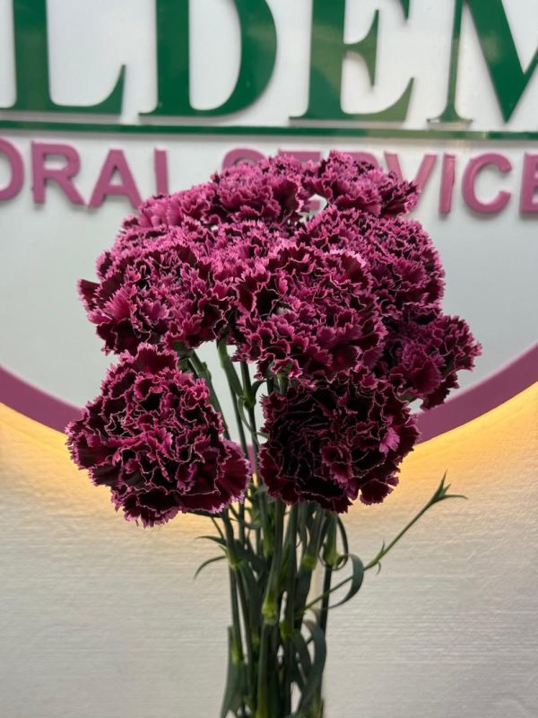 Carnations