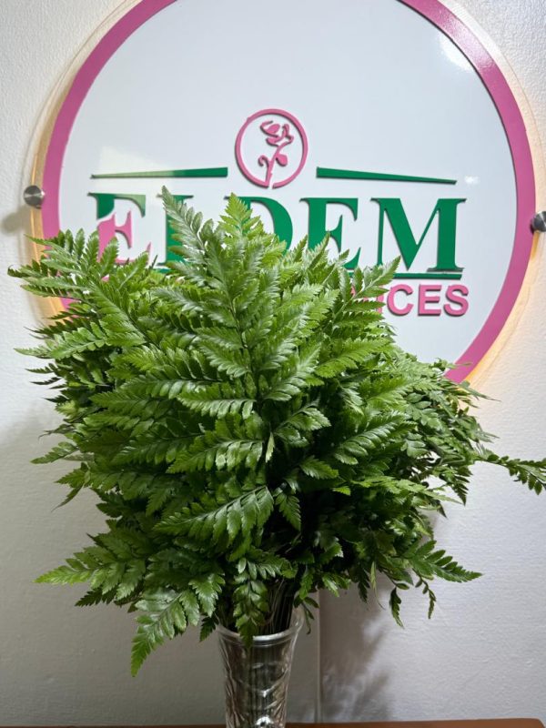 Ledder fern