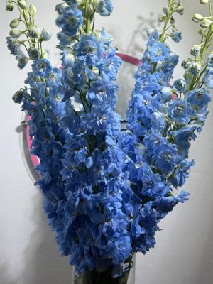 Delphinium